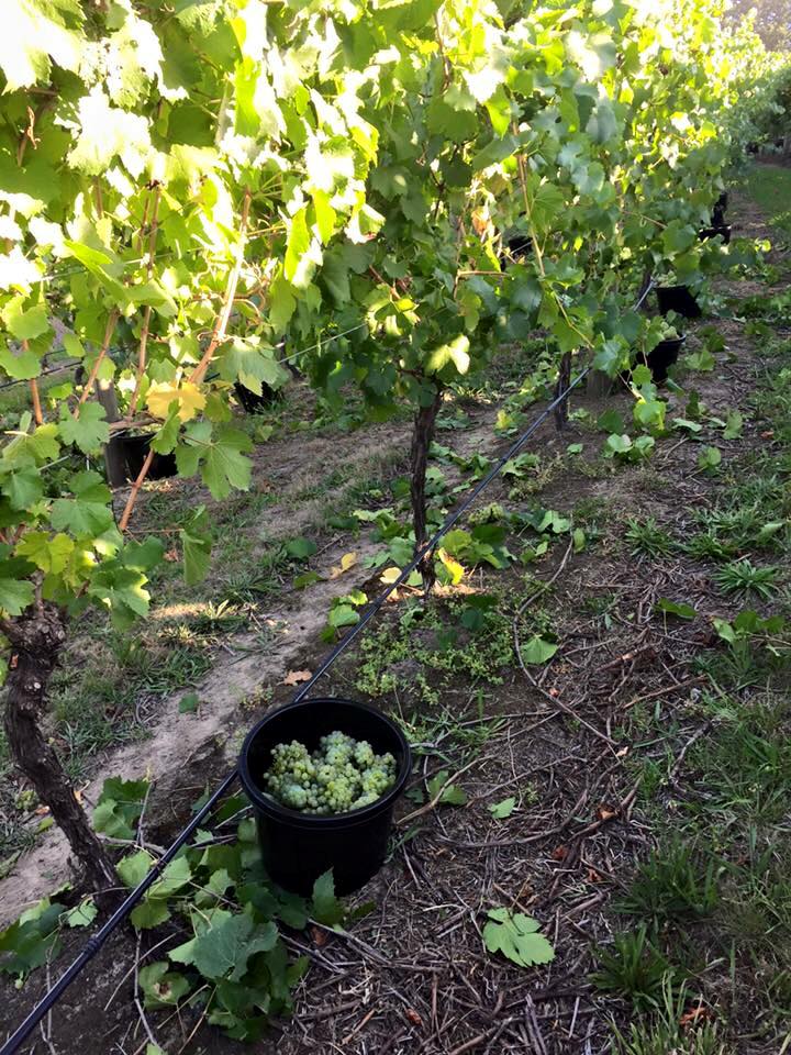 CHARDONNAY 2018 - ハンラハン・ヴィンヤード・ダイレクト・ワインズ