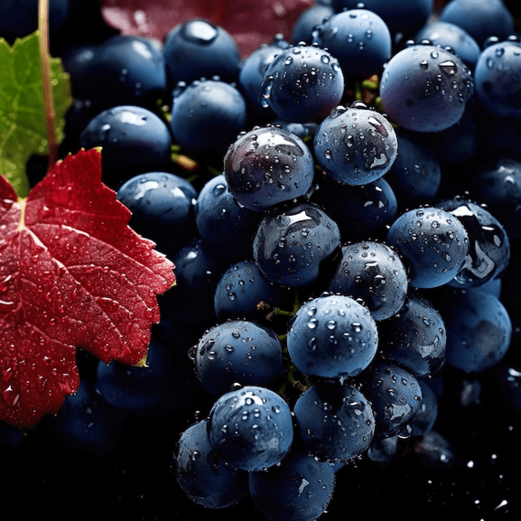 OUTLET PINOT NOIR 2019 - ハンラハン・ヴィンヤード・ダイレクト・ワインズ